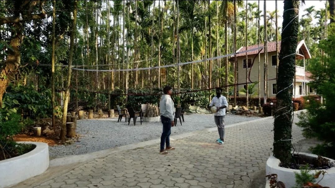The paved grounds between the cottages, under tall areca palms
