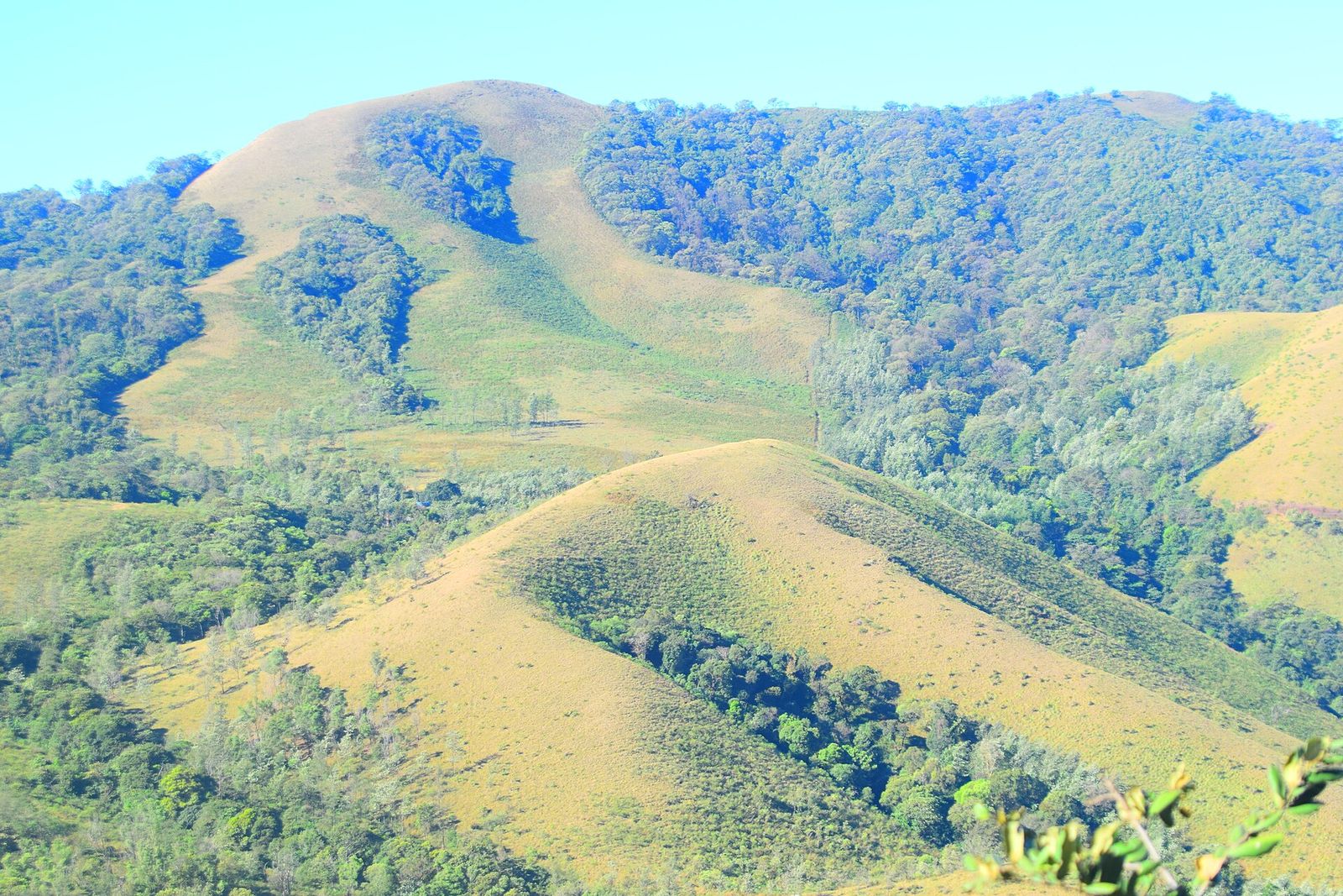 Grassy ridges and forest slopes of Mullayanagiri under a blue sky
